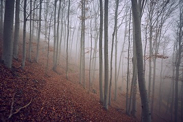 Image showing Autumn Forest Fog