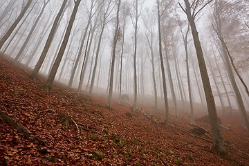 Image showing Autumn Forest Fog