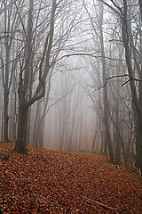 Image showing Autumn forest mist