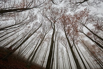 Image showing Bare trees against gloomy sky