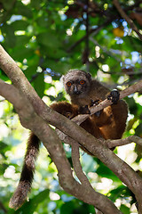 Image showing female of white-headed lemur Madagascar wildlife