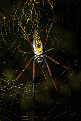 Image showing Golden silk orb-weaver on net Madagascar wildlife