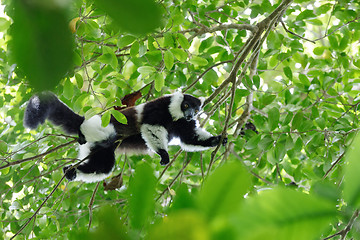 Image showing Black-and-white ruffed lemur, Madagascar wildlife