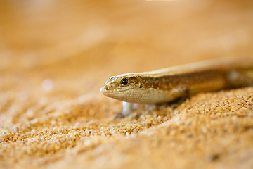 Image showing Madagascar girdled lizard, madagascar wildlife