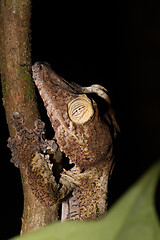 Image showing Giant leaf-tailed gecko on tree, Madagascar wildlife