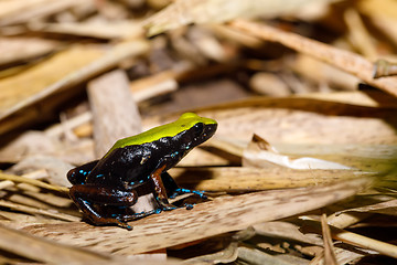 Image showing frog Climbing Mantella, Madagascar wildlife