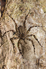 Image showing huntsman spider on tree trunk Madagascar wildlife