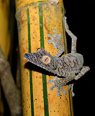 Image showing Giant leaf-tailed gecko on bamboo, Madagascar wildlife