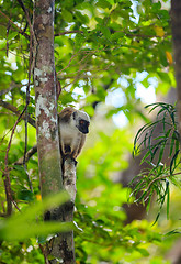 Image showing white-headed lemur Madagascar wildlife