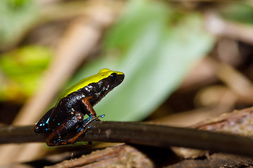 Image showing frog Climbing Mantella, Madagascar wildlife