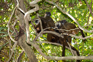 Image showing family of white-headed lemur Madagascar wildlife
