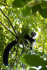 Image showing Black-and-white ruffed lemur, Madagascar wildlife