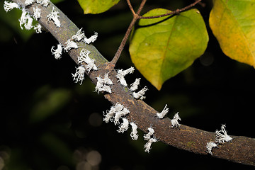 Image showing Flatid planthopper nymph, Madagascar wildlife