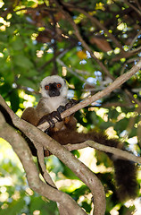 Image showing white-headed lemur Madagascar wildlife