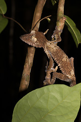 Image showing Giant leaf-tailed gecko on tree, Madagascar wildlife