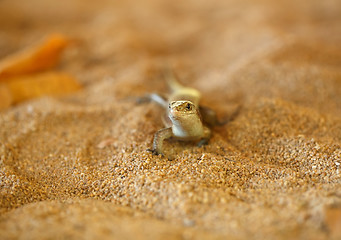 Image showing Madagascar girdled lizard, madagascar wildlife