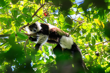 Image showing Black-and-white ruffed lemur, Madagascar wildlife