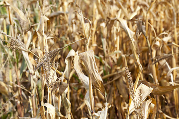 Image showing yellowed ripe corn