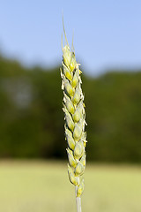 Image showing immature green grass