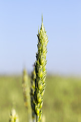 Image showing green unripe cereal