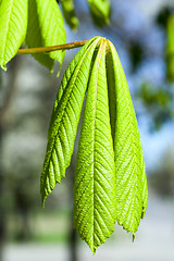 Image showing green leaves of chestnut