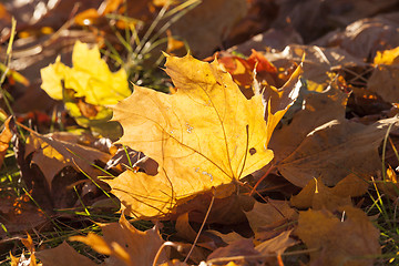 Image showing fallen leaves of a maple