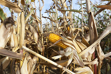 Image showing Field corn, agriculture