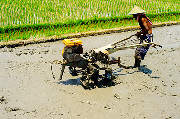 Image showing Man worker Rice field. Indonesia