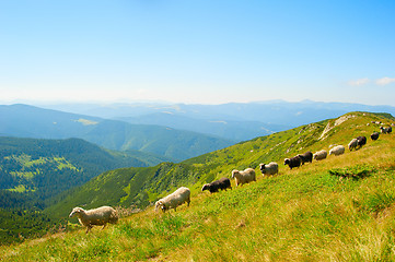 Image showing Sheeps hred in the mountains