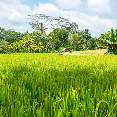 Image showing hut in a rice field in Bali Indonesia