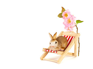 Image showing sweet rabbit in a sun chair easter decoration