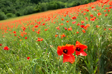 Image showing poppy field