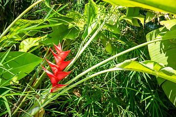 Image showing Colorful red flower on a bromeliad plant