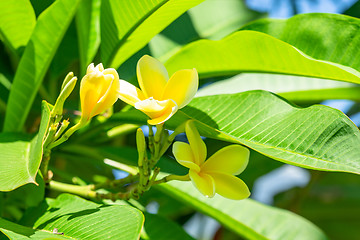 Image showing Pretty yellow plumeria flowers on the tree