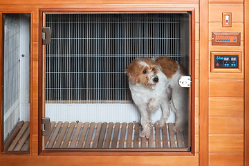 Image showing dog in a pet dryer