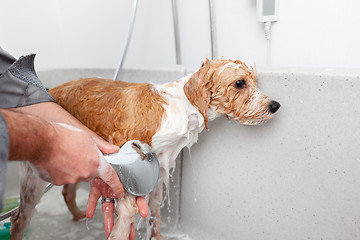 Image showing bathing a cute dog