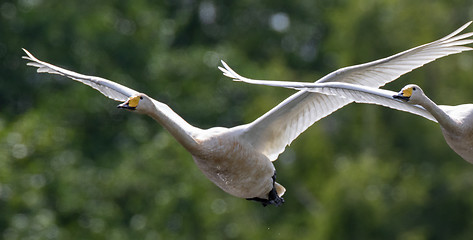 Image showing Wgooper Swan (Cygnus cygnus) in flight