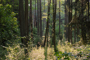 Image showing Frash Alder tree mixed forest in summer