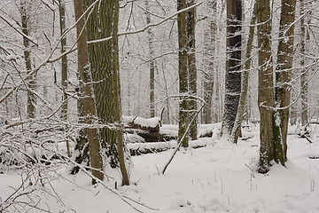 Image showing Wintertime landscape of snowy deciduous stand