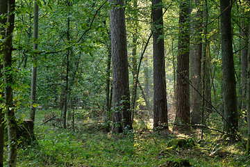 Image showing Misty morning mixed tree stand