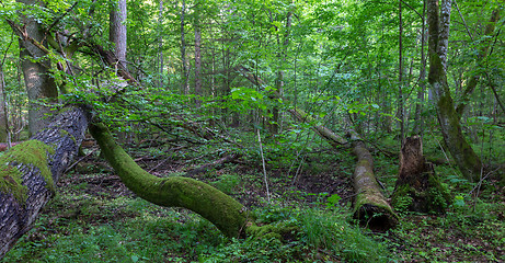 Image showing Old oak tree broken lying in spring forest