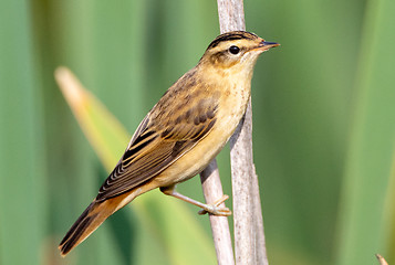 Image showing Sedge warbler (Acrocephalus schoenobaenus) on reed