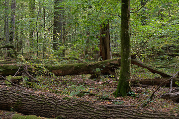 Image showing Oak tree broken lying over ground
