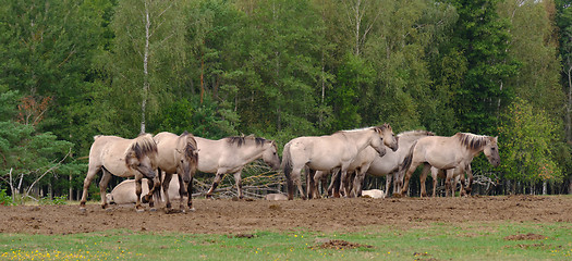 Image showing Tarpan like Polish Horses herd