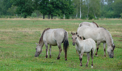 Image showing Tarpan like Polish Horses herd