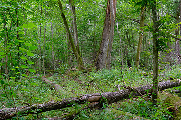 Image showing Broken old alder tree and old linden