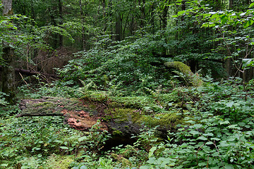 Image showing Dead linden tree stump in summer