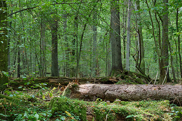 Image showing Mixed forest in autumn with old oak and spruce tree