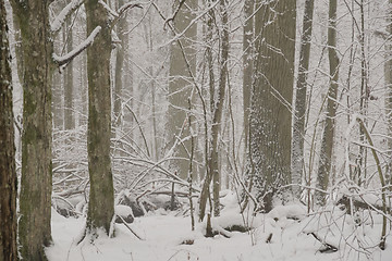 Image showing Wintertime landscape of snowy deciduous tree stand
