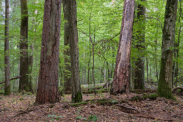 Image showing Mixed forest in autumn with old oak and pine tree